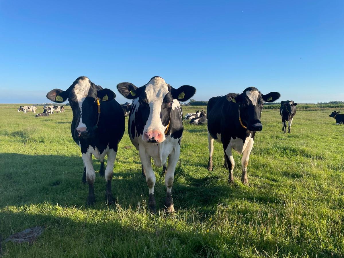 Johanneshoeve - De Mooiste Plek Op Texel Den Hoorn  Ngoại thất bức ảnh